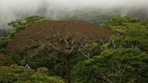 Il était une forêt — foto 2