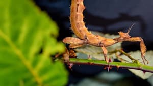 Extreme Bugs — foto 2