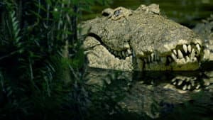 The Croc That Ate Jaws — foto 2