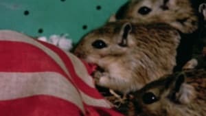 Rat Life and Diet in North America — foto 1