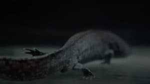 Axolotl — foto 1