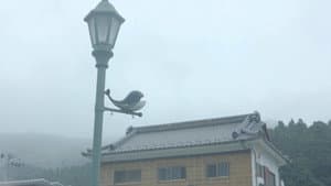 Ayukawa: The Weight of a Life — foto 1