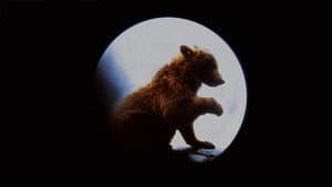 El oso — foto 8