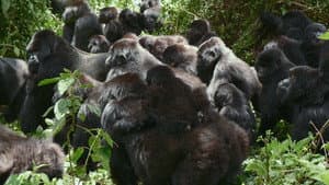 Una historia de gorilas contada por David Attenborough — foto 8