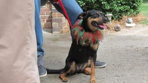 12 Dog Days Till Christmas — foto 1