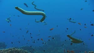 Giant Sea Serpent: Meet the Myth — foto 1