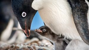 Los pinguinos — foto 5