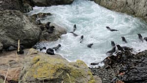 Fur Seals — foto 4
