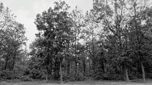 সোনাঝুরির ভূত — foto 4