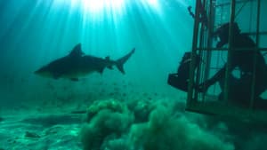 Sharkcano — foto 5