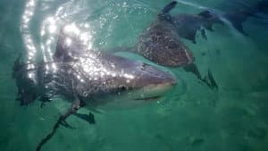 Jungle Shark — foto 1