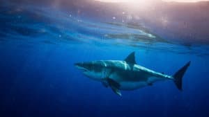 World's Biggest Great White? — foto 2