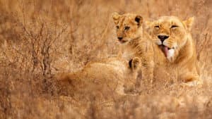 Lion Kingdom — foto 2