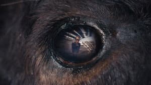 Animale — foto 7