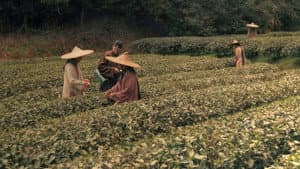 Les aventures de Robert Fortune ou comment le thé fut vole aux Chinois — foto 1
