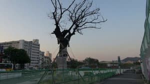 옥상자국 — foto 1