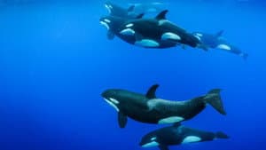 Secretos de las Ballenas — foto 5