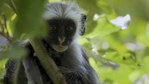 Africa's Wild Year — foto 2