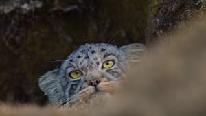 El leopardo de las nieves — foto 12
