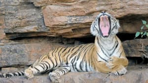 The World's Most Famous Tiger — foto 2