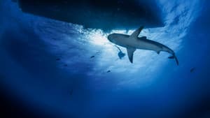 Jaws vs. Boats — foto 3