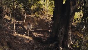 Papa Machete — foto 1