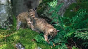 Der wilde Wald — foto 2