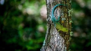 Wild Chile — foto 1