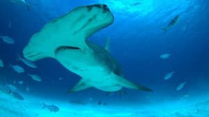 Mega Hammerhead — foto 1