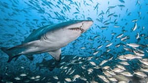 Dans le sillage des requins - La Vie secrète — foto 1