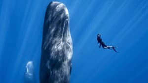 Patrick and the Whale — foto 1
