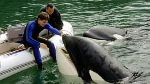 Liberen a Willy 3 El rescate — foto 4