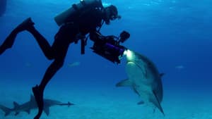 Shark Dive — foto 2
