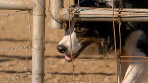 It's a Dog's Life with Bill Farmer — foto 2