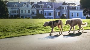 Volviendo a Casa 2: Perdidos en San Francisco — foto 10