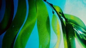 Seaweed Stories — foto 3