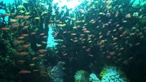 Dyesebel — foto 12