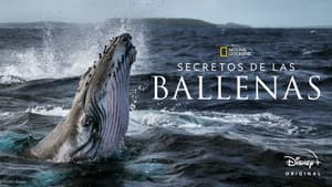 Secretos de las Ballenas — foto 9