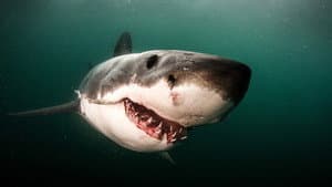 Great Shark Chow Down — foto 10