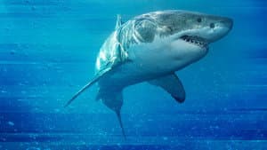 Game of Sharks — foto 1