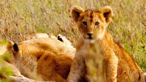 Born in Africa — foto 4