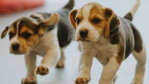 Dog Squad Puppy School — foto 1