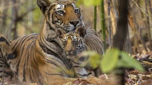 Tigres — foto 10