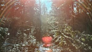 The Oxbow Cure — foto 4