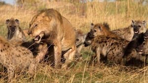 Eternal Enemies: Lions and Hyenas — foto 3