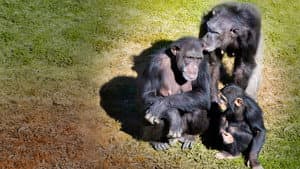 Meet the Chimps — foto 4