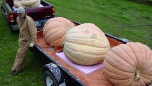 Bill's Big Pumpkins — foto 1