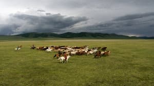 Le Cavalier mongol — foto 5