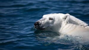 Odyssée sous les glaces — foto 6