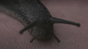 Human Botany — foto 1